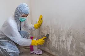 Why You Should Choose Our Mold Remediation Services in Woodside, CA